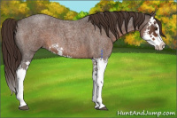 Horse Color:Liver Red Roan Splash 