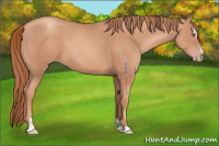 Horse Color:Gold Champagne Sabino 