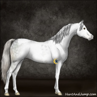 Horse Color:Gray Chocolate Palomino Mushroom Sabino Tobiano