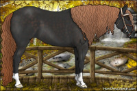 Horse Color:Liver Chestnut 