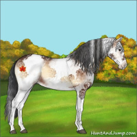 Horse Color:White Spotted Bay Onyx 