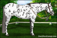 Horse Color:Liver Red Roan Near Leopard 