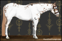 Horse Color:White Spotted Chestnut Frame Appaloosa Rabicano
