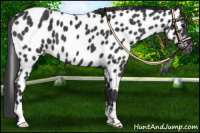 Horse Color:Black Appaloosa 