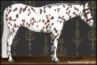 Horse Color:White Spotted Silver Brown Appaloosa 