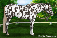 Horse Color:Liver Chestnut Appaloosa