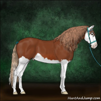 Horse Color:Chestnut Splash 
