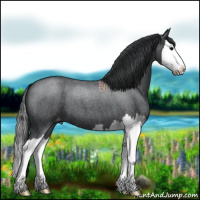 Horse Color:Blue Roan Splash Appaloosa