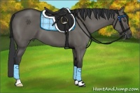 Horse Color:Grullo 