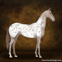 Horse Color:Classic Champagne Near Leopard 