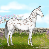 Horse Color:Bay Splash Appaloosa 