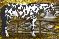 Horse Color:Brown Appaloosa 