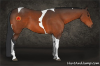 Horse Color:Brown Tobiano 