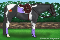 Horse Color:Black Tobiano 