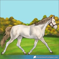Horse Color:White Spotted Buckskin Pearl Dun 