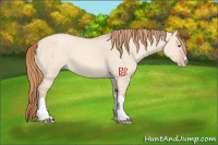 Horse Color:Gold Champagne Dun