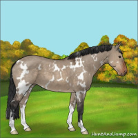 Horse Color:White Spotted Brown Dun 