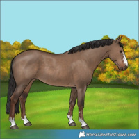 Horse Color:Liver Red Dun Rabicano 