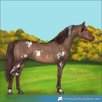 Horse Color:White Spotted Chocolate Brown Dun 