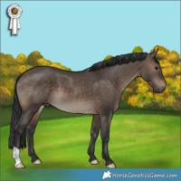 Horse Color:Brown Dun 