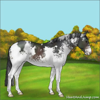 Horse Color:White Spotted Brown 