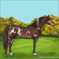 Horse Color:White Spotted Chocolate Brown 
