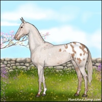 Horse Color:Red Dun Appaloosa 