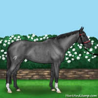 Horse Color:Blue Roan 
