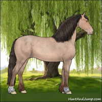 Horse Color:Amber Champagne Roan 