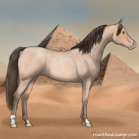 Horse Color:Amber Champagne Roan