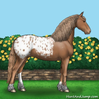 Horse Color:Chestnut Appaloosa 