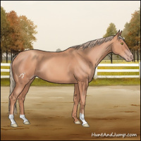 Horse Color:Gold Champagne 