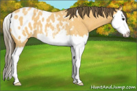 Horse Color:Buckskin Roan Splash Blanket