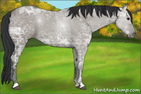 Horse Color:Grullo Ice Rabicano