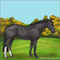 Horse Color:Black Rabicano 