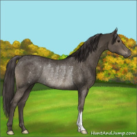 Horse Color:Smoky Black Rabicano 
