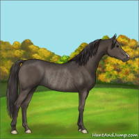Horse Color:Smoky Black Rabicano 