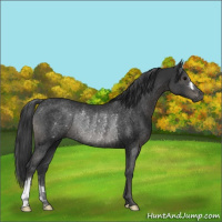 Horse Color:Black Rabicano 