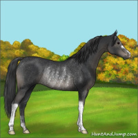 Horse Color:Black Rabicano 