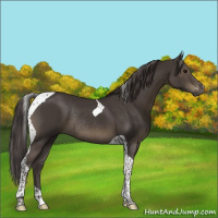 Horse Color:Smoky Black Tobiano Rabicano 