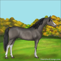 Horse Color:Grullo Rabicano 