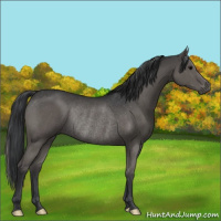 Horse Color:Grullo Rabicano 