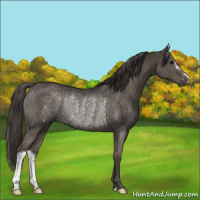 Horse Color:Smoky Grullo Rabicano 