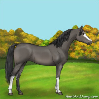 Horse Color:White Spotted Grullo