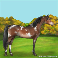 Horse Color:White Spotted Brown Rabicano 