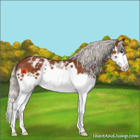 Horse Color:Silver Bay Splash Appaloosa
