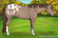 Horse Color:Classic Champagne Appaloosa 