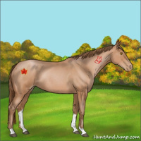 Horse Color:Bay Roan Pearl Rabicano 