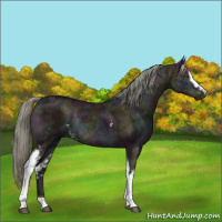 Horse Color:White Spotted Midnight Liver Red Dun Ice Mushroom Rabicano 