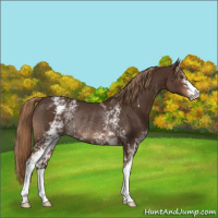 Horse Color:White Spotted Liver Chestnut Rabicano 
